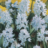 Lebanon Squill Bulb 20pk