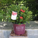Azalea | Encore® 'Autumn Embers'