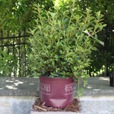 Azalea | Encore® 'Autumn Royalty'