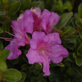 photos courtesy of NetPS Plantfinder