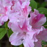 photos courtesy of NetPS Plantfinder