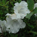 photos courtesy of NetPS Plantfinder