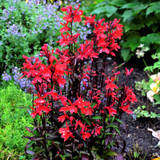 photo by Perennial Resource