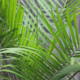Palm | Majesty