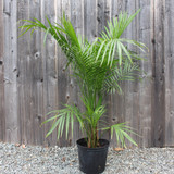 Palm | Majesty