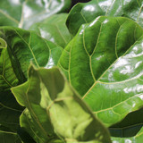 Fiddle Leaf Fig | Bush