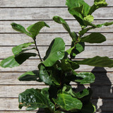 Fiddle Leaf Fig | Bush