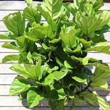 Fiddle Leaf Fig | Tree Form