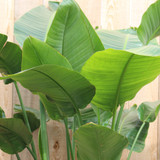 Bird of Paradise