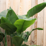 Bird of Paradise