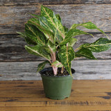 Aglaonema | Sparkling Sarah