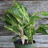 Aglaonema | Sparkling Sarah