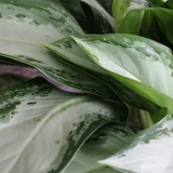 Aglaonema | Silver Bay