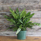 Aglaonema | Emerald Beauty