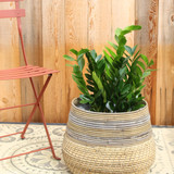 ZZ Plant