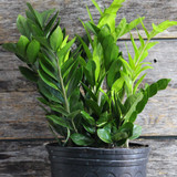 ZZ Plant