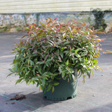 Leucothoe | 'Rejoyce'