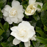 Gardenia