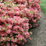 photos courtesy of NetPS Plantfinder