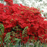 photos courtesy of NetPS Plantfinder