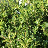 Boxwood | NewGen Independence®
