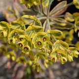 photos courtesy of NetPS Plant Finder