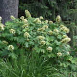photos courtesy of NetPS Plant Finder