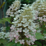 photos courtesy of NetPS Plant Finder