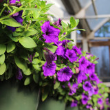 Trailing Petunia 10" | Purple