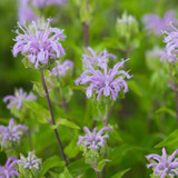 Wild Bergamont