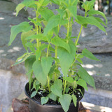 Wild Bergamont