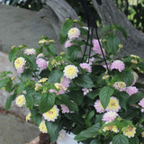 Lantana 10" | Pink