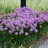 photo courtesy of NetPS Plant Finder