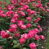 photos courtesy of NetPS Plant Finder