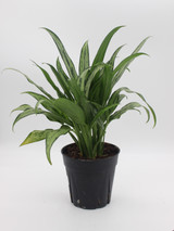 Aglaonema | Cutlass