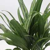 Aglaonema | Cutlass