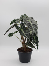 Alocasia | Polly