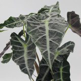Alocasia | Polly