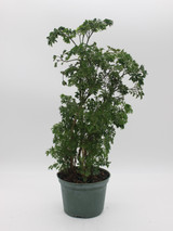 Ming Aralia