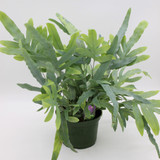 Fern | Blue Star