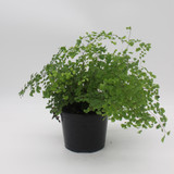 Fern | Maidenhair