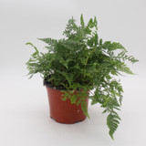 Fern | Rabbit's Foot