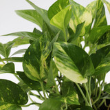 Pothos | Golden