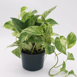 Pothos | Marble Queen
