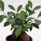 Ficus | Ginseng