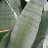 photo courtesy of NetPS Plant Finder