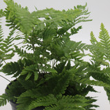 Fern | Autumn