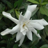 photo courtesy of NetPS Plant Finder