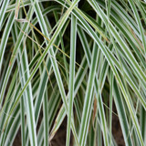 photo courtesy of NetPS Plant Finder