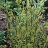 photo courtesy of NetPS Plant Finder
